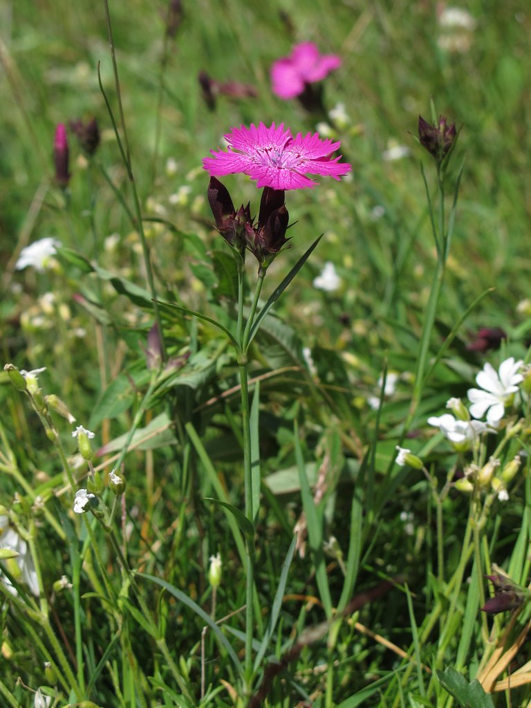 Dianthus seguieri